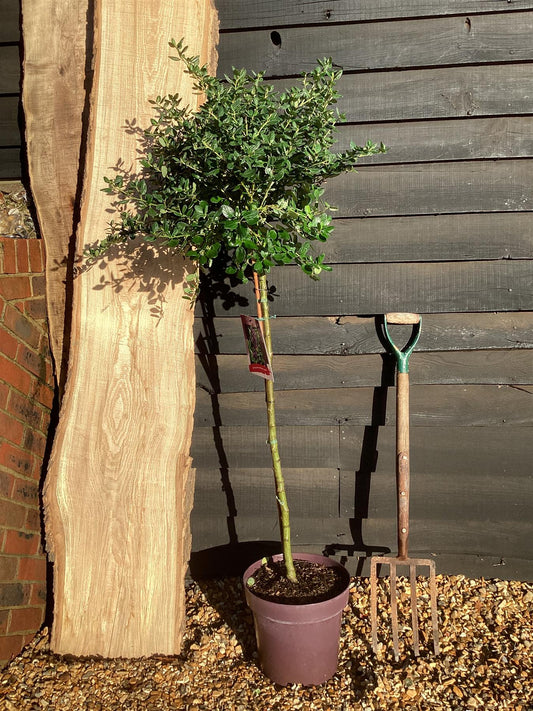 Ceanothus 'Yankee Point' | California lilac 'Victoria' - Stem - 140-150cm, 12lt