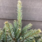 Picea Omorika | Serbian Spruce - Height 65cm - Width 40-50cm - 20lt