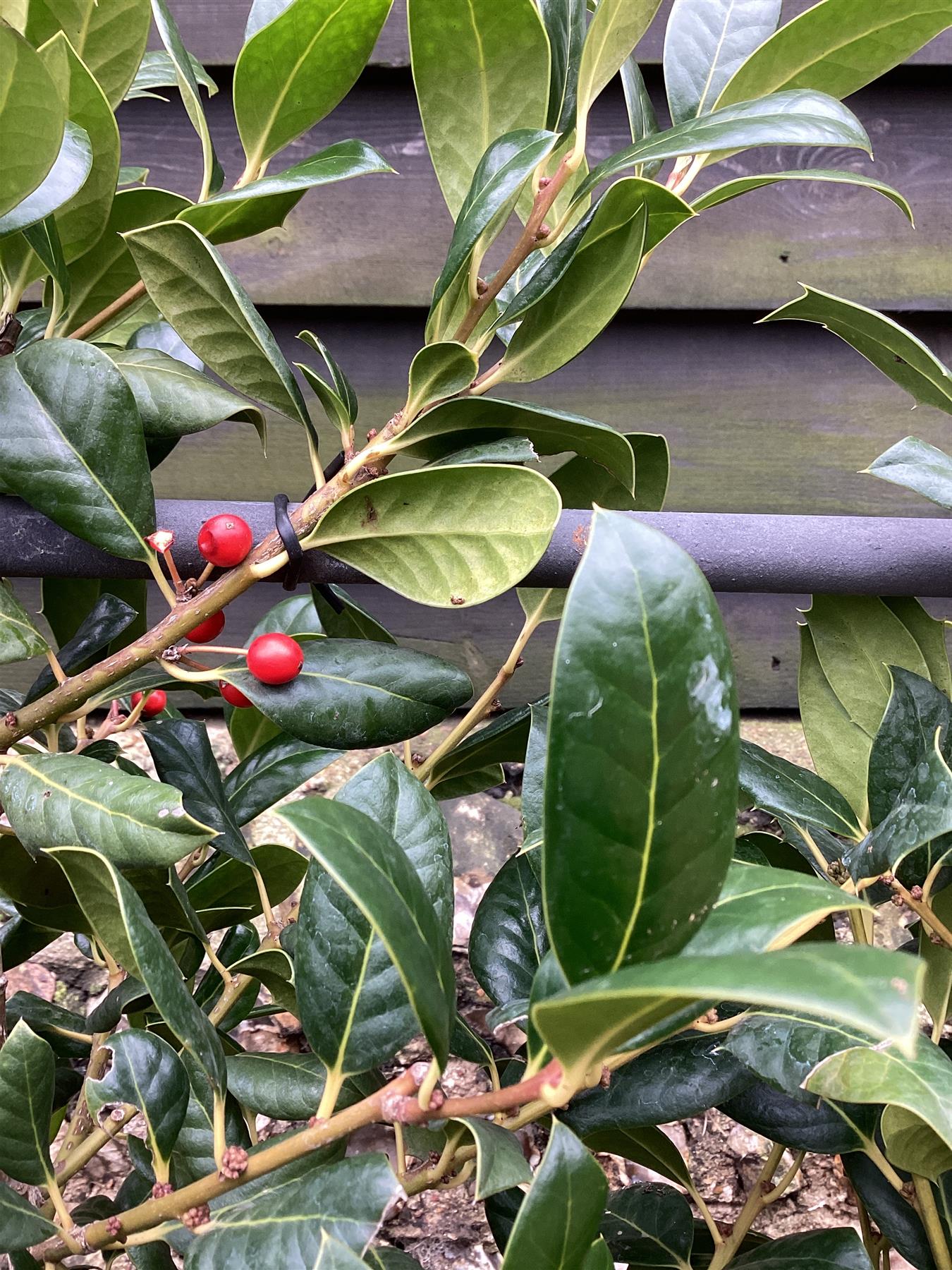 Ilex 'Nellie R. Stevens' | Holly 'Nellie R. Stevens' - Frame - 160 cm - 45lt