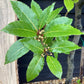 Laurus Nobilis 1/2 Standard | Bay laurel tree - 180-200cm, 35lt