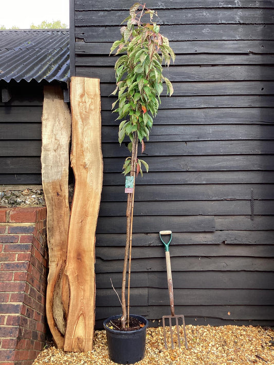 Prunus amanogawa |Flagpole Cherry - 210-270cm, 20lt