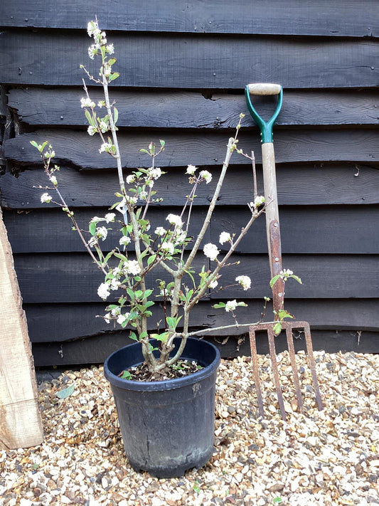 Viburnum farreri 'Candidissimum' - 100-150cm, 15lt