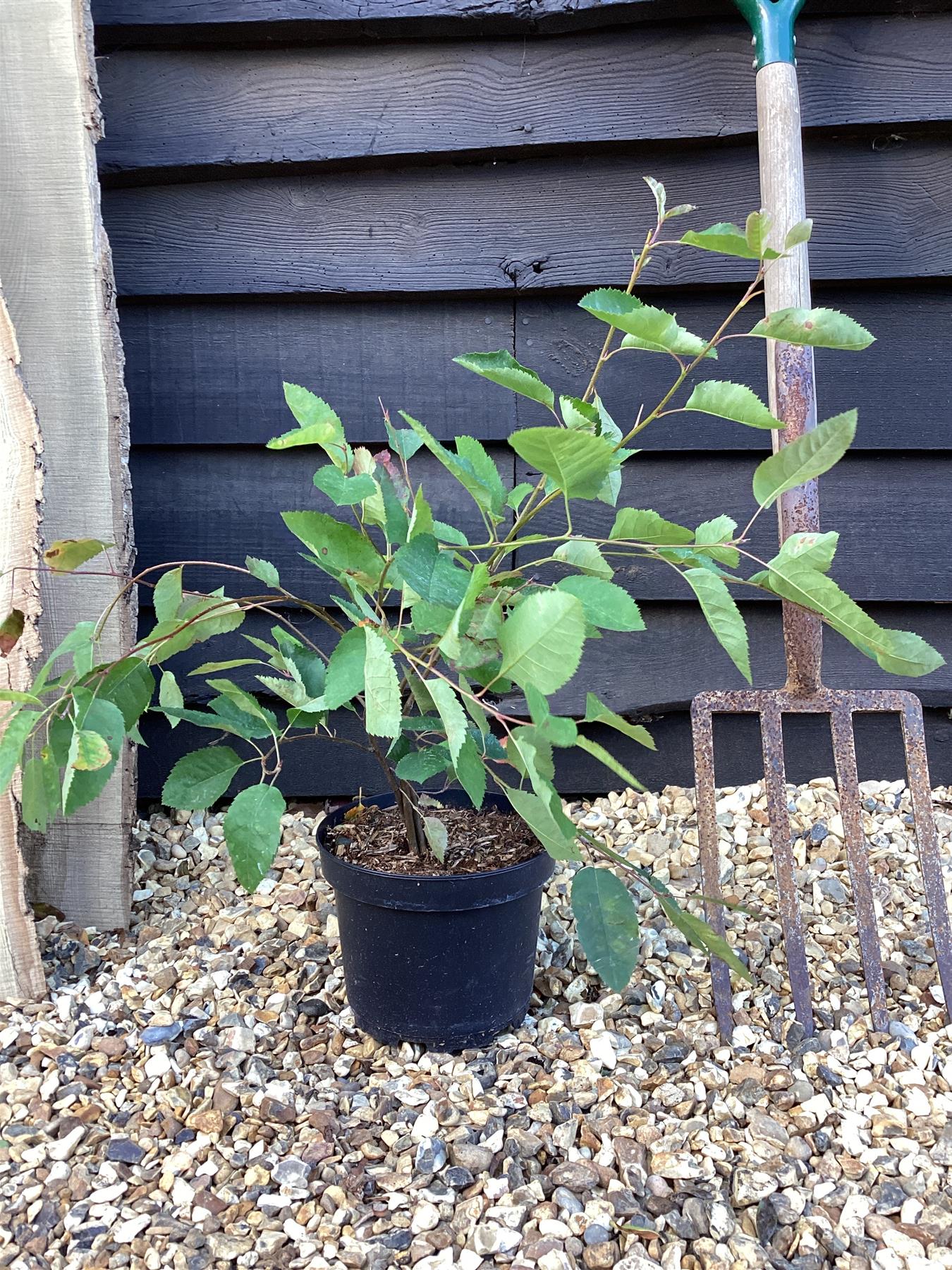 Amelanchier lamarckii | Juneberry - 55-65cm, 2lt