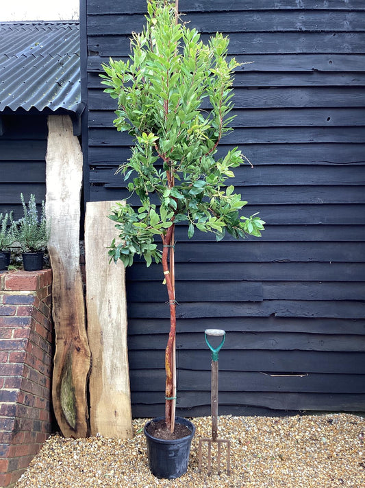 Arbutus unedo | Strawberry Tree - Girth 10-12cm - 250-270cm - 18lt