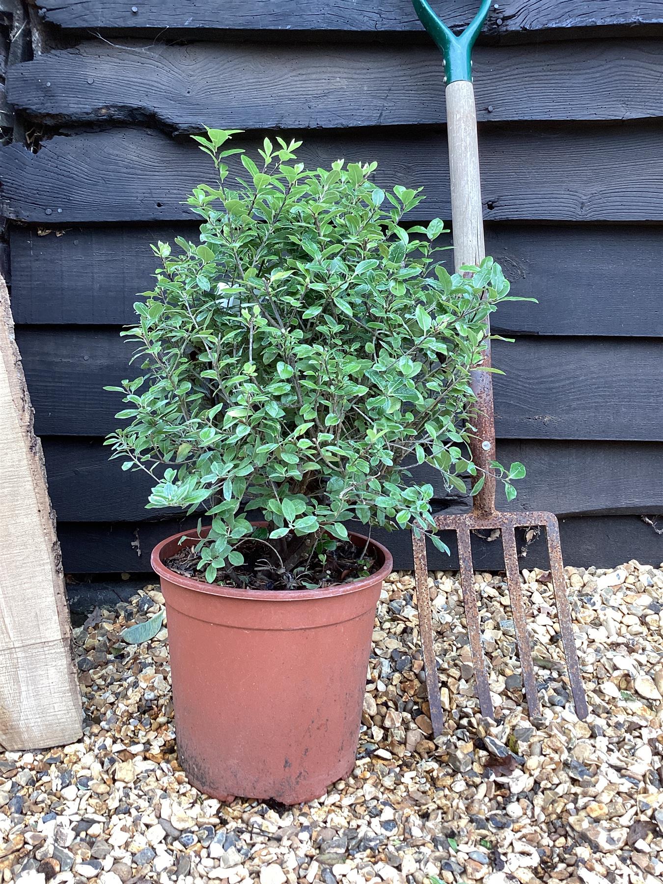 Pittosporum tenuifolium 'Golf Ball' - 100-150cm, 10lt