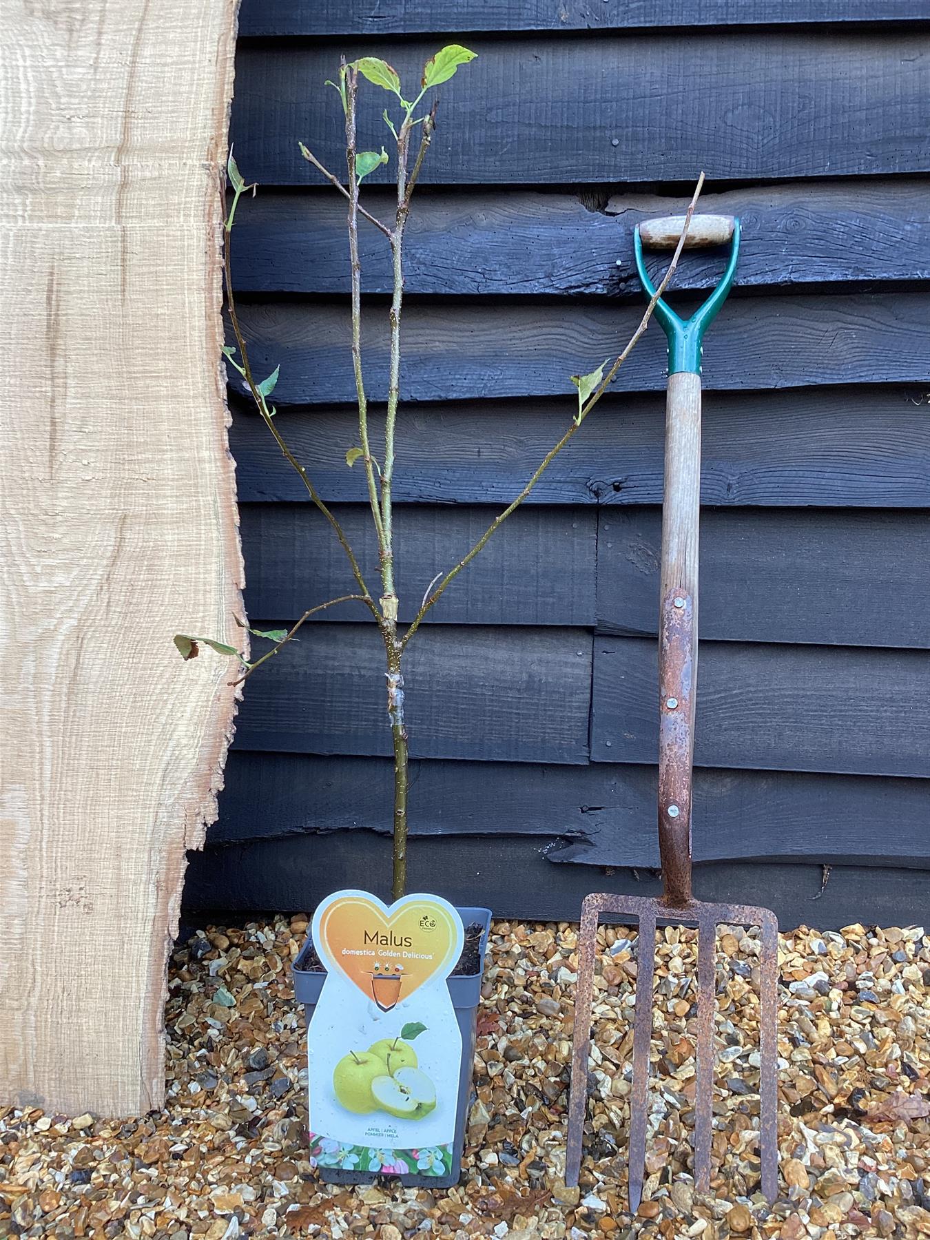 Apple tree 'Golden Delicious' | Malus Domestica  - 100-120cm - 7lt