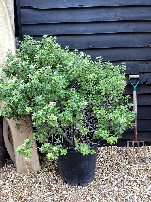 Pittosporum tenuifolium 'Gold Star' - 100-150cm, 50lt