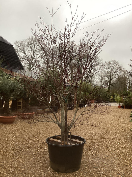 Cornus controversa | Giant Dogwood - 220-240cm, 285lt