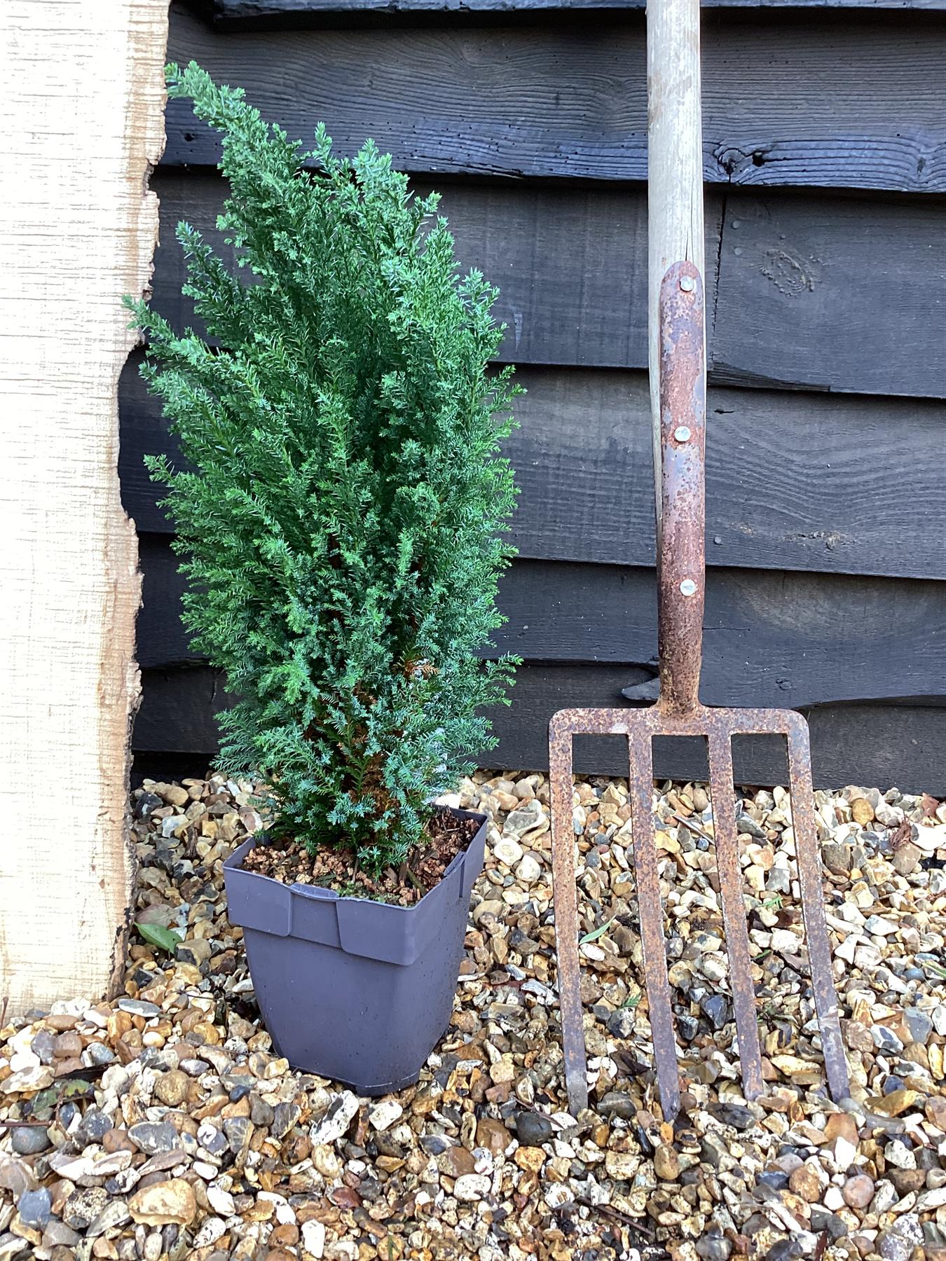 Chamaecyparis lawsoniana 'Ellwoodii' | Lawson's cypress 'Ellwoodii' - 2lt