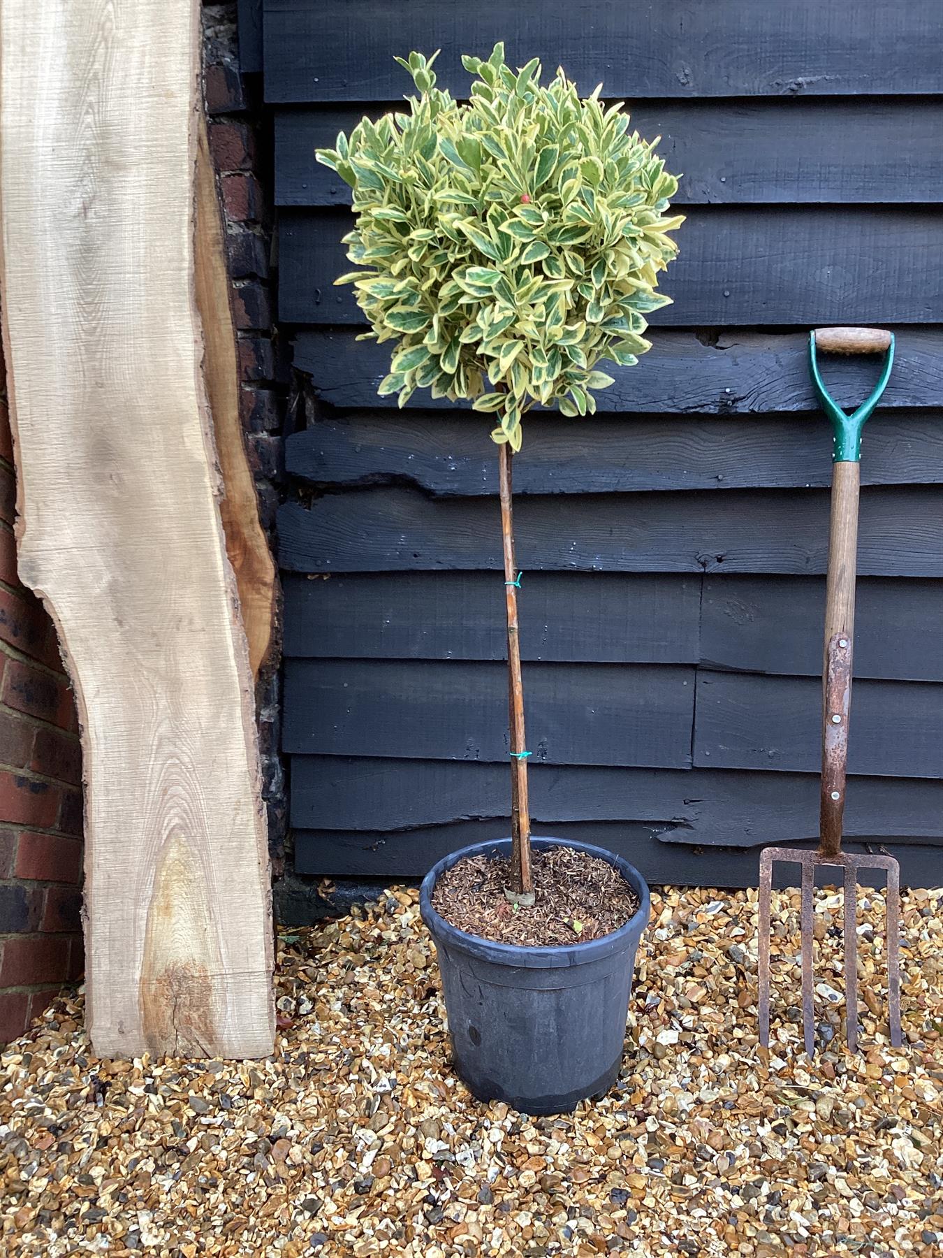 Euonymus japonicus 'Bravo' Half Standard | Spindle 'Bravo' - 80-120cm, 15lt