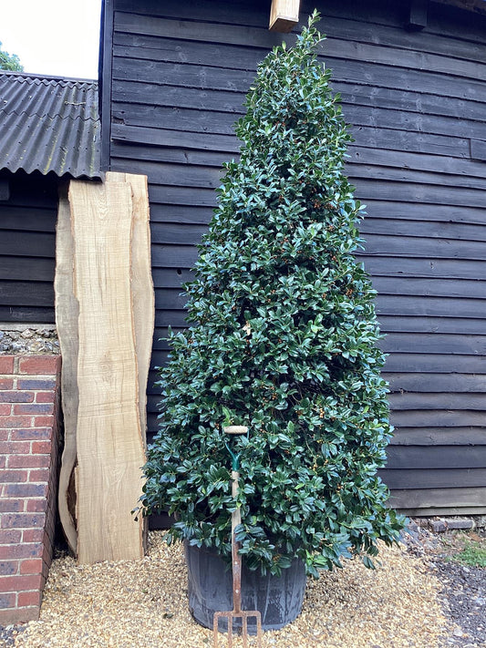 Ilex 'Nellie R. Stevens' | Holly 'Nellie R. Stevens' - 320-330cm, 130lt