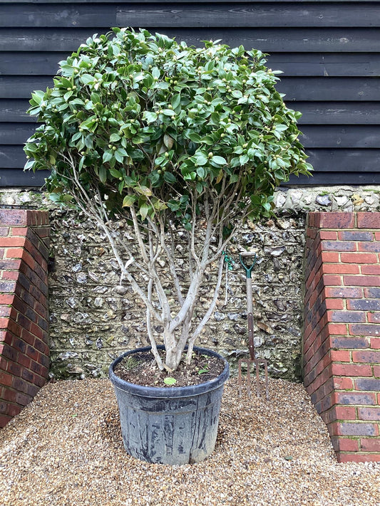 Camellia Japonica 'Fungo' |  Japanese Camellia - 400cm -180lt