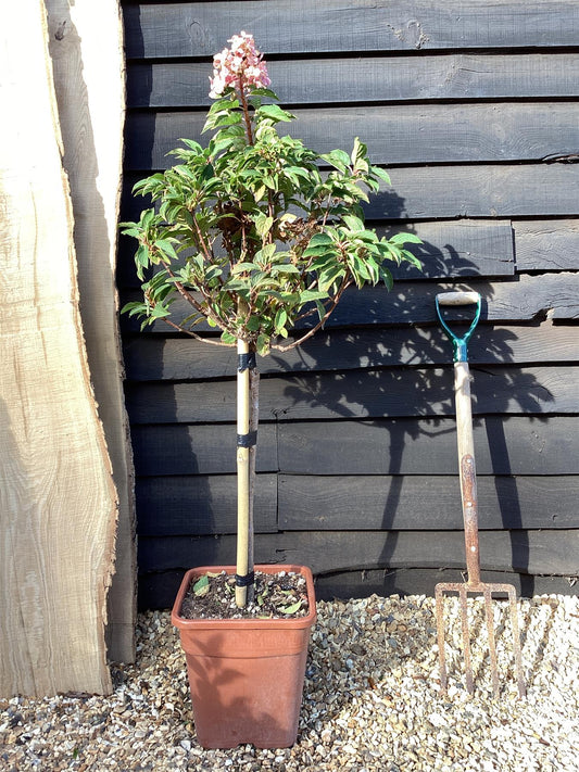 Hydrangea paniculata 'Switch Ophelia' - 60-80cm, 18lt