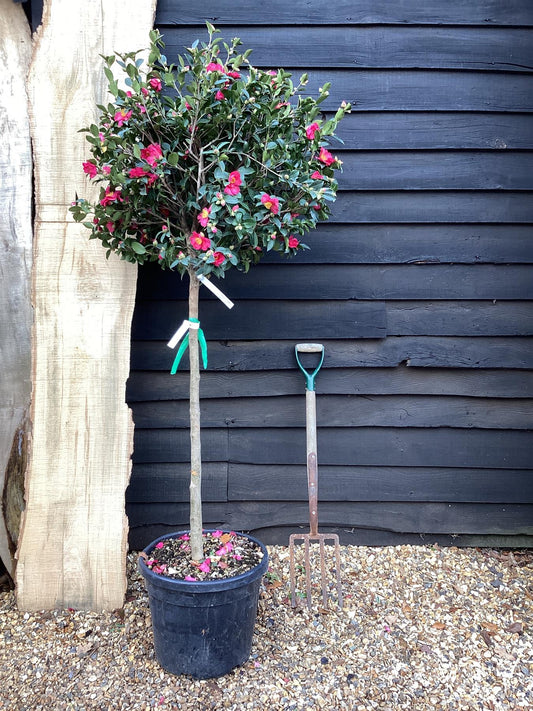 Camellia sasanqua Hiryu | Camellia 'Hiryu' - Half Standard - 210cm, 35lt