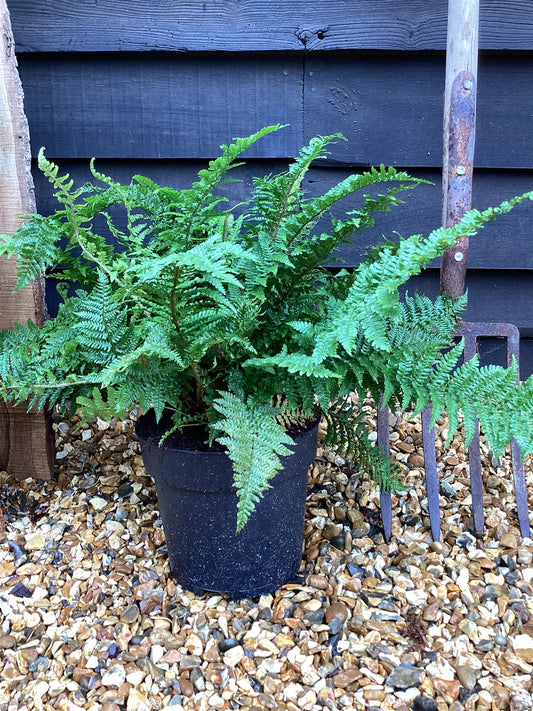 Dryopteris affinis 'Crispa Gracilis' | Scaly Male Fern - 55-60cm, 5lt