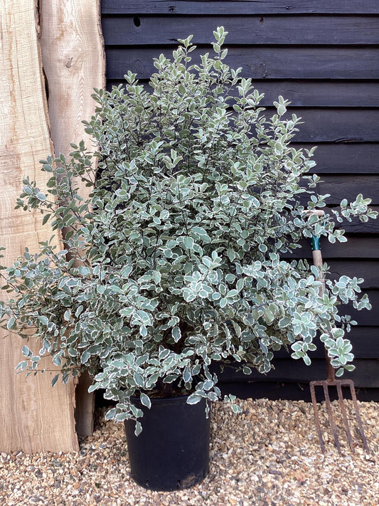 Pittosporum 'Garnettii' - 25lt