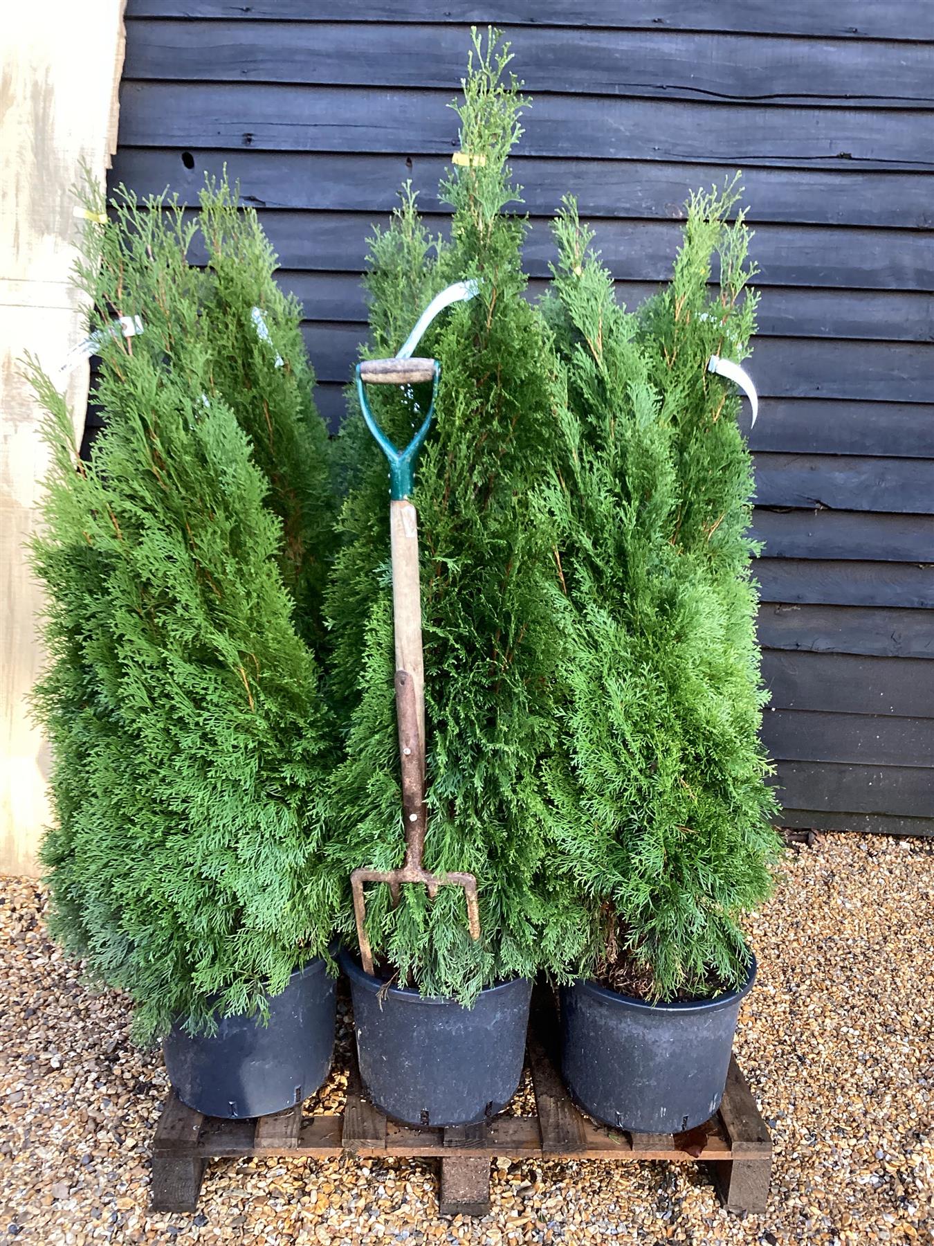 9 x Thuja occidentalis 'Smaragd' - 140-150cm - 20lt