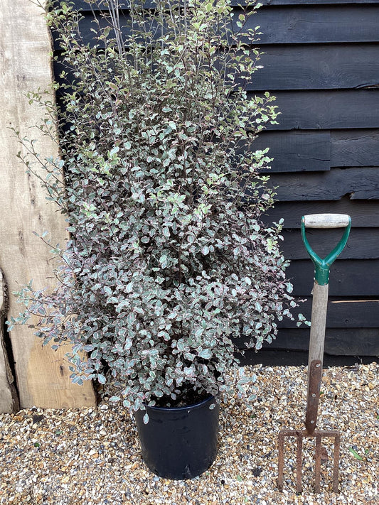 Pittosporum tenuifolium 'Victoria' - 160-180cm - 25lt