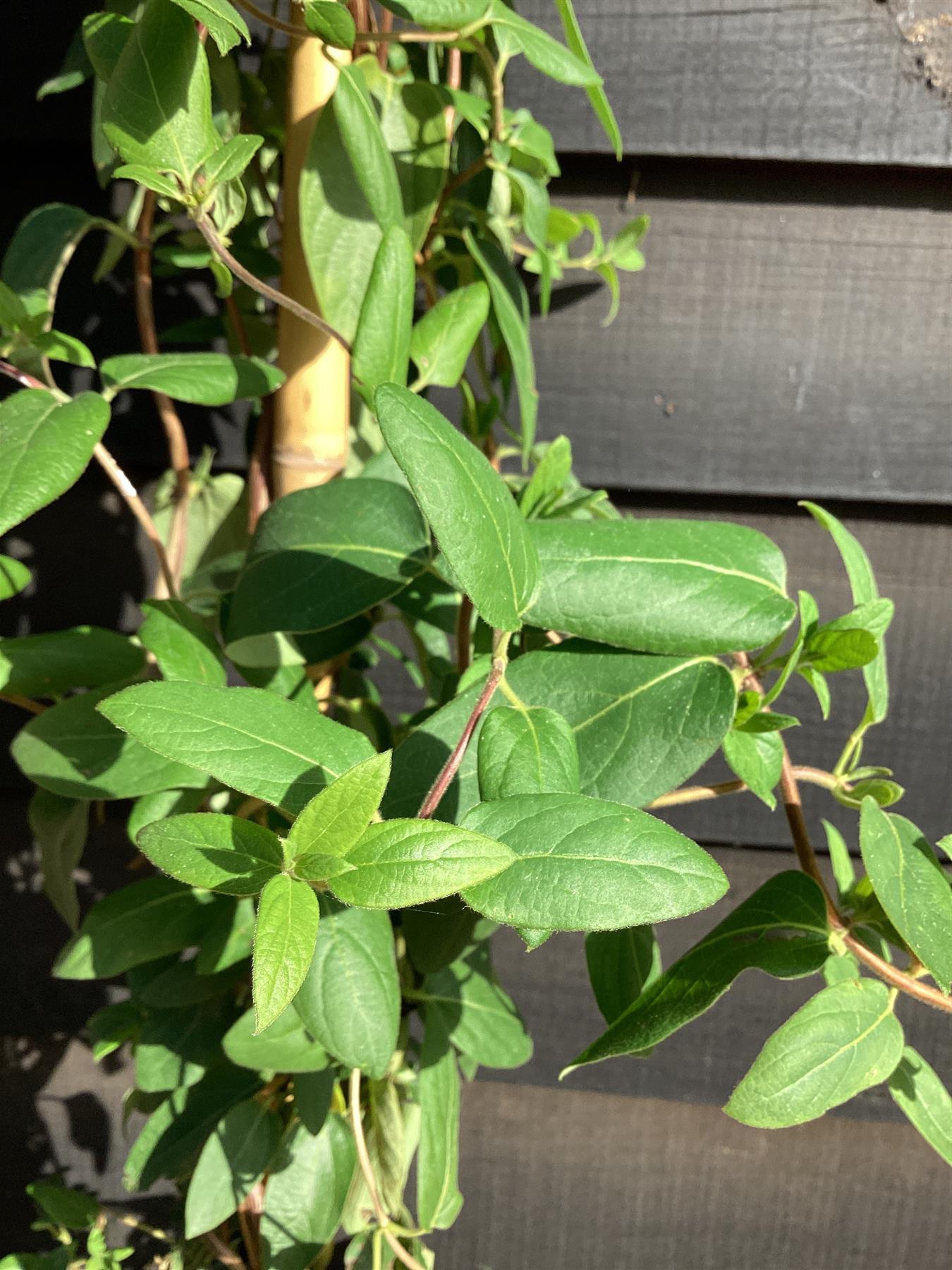 Lonicera periclymenum | Early Dutch Honeysuckle - 250-260cm, 10lt