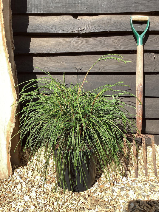 Thuja plicata 'Whipcord' | Western Red Cedar 'Whipcord' - 60-70cm, 10lt