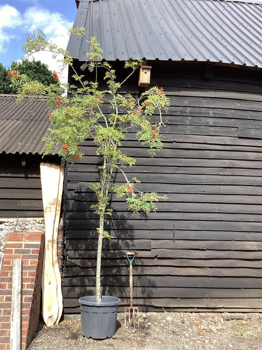 Sorbus aucuparia Asplenifolia Mountain Ash 1/2 std, Clear Stem - 240-280cm, 70lt