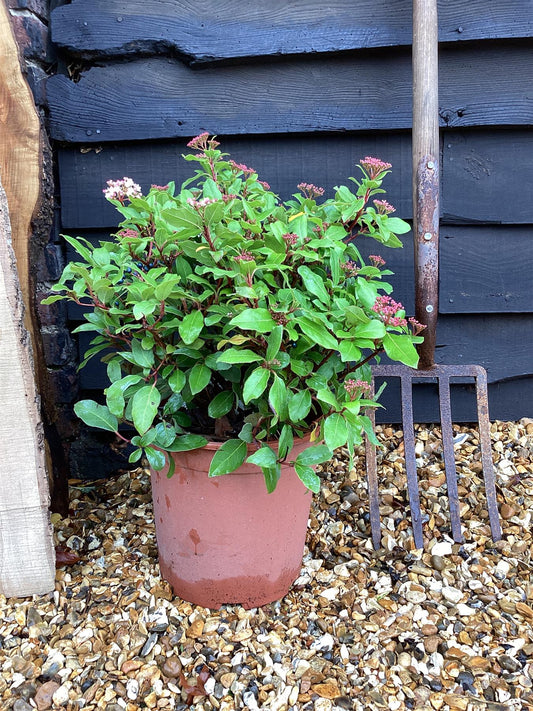 Viburnum tinus 'Gwenllian' - 80-100cm, 10lt