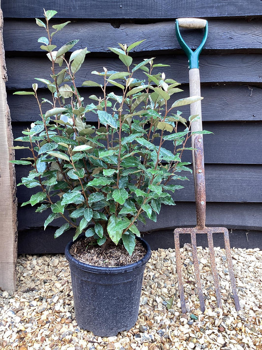 Elaeagnus ebbingei Compacta Oleaster - 90-110cm, 10lt