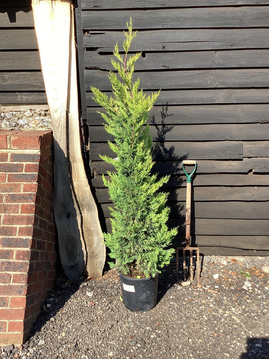 Leyland Cypress 'Gold Rider' - 225-240cm, 25lt