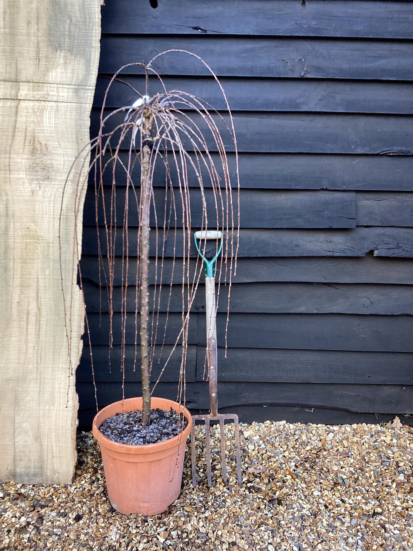 Prunus subhirtella Pendula 1/2 Standard | Single Pink Weeping Cherry - Girth 10-12cm - 25lt