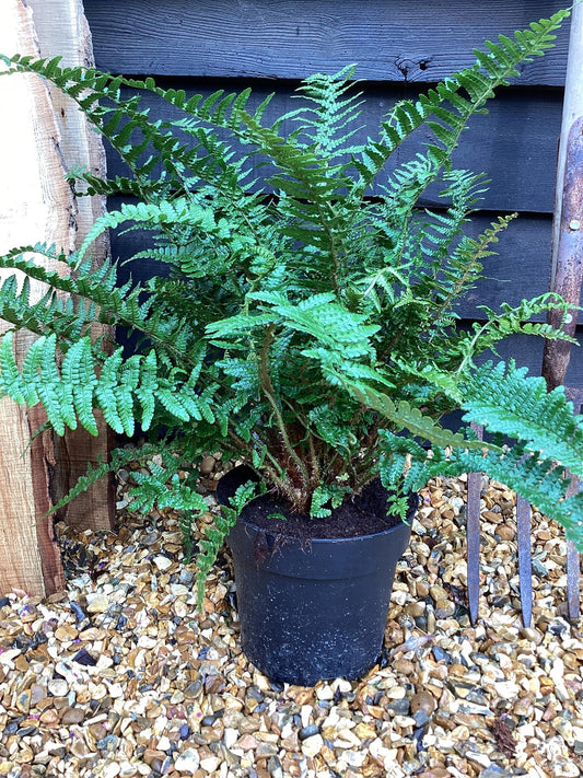 Dryopteris affinis | Golden Shield Fern - Pinderi - 55-60cm, 5lt