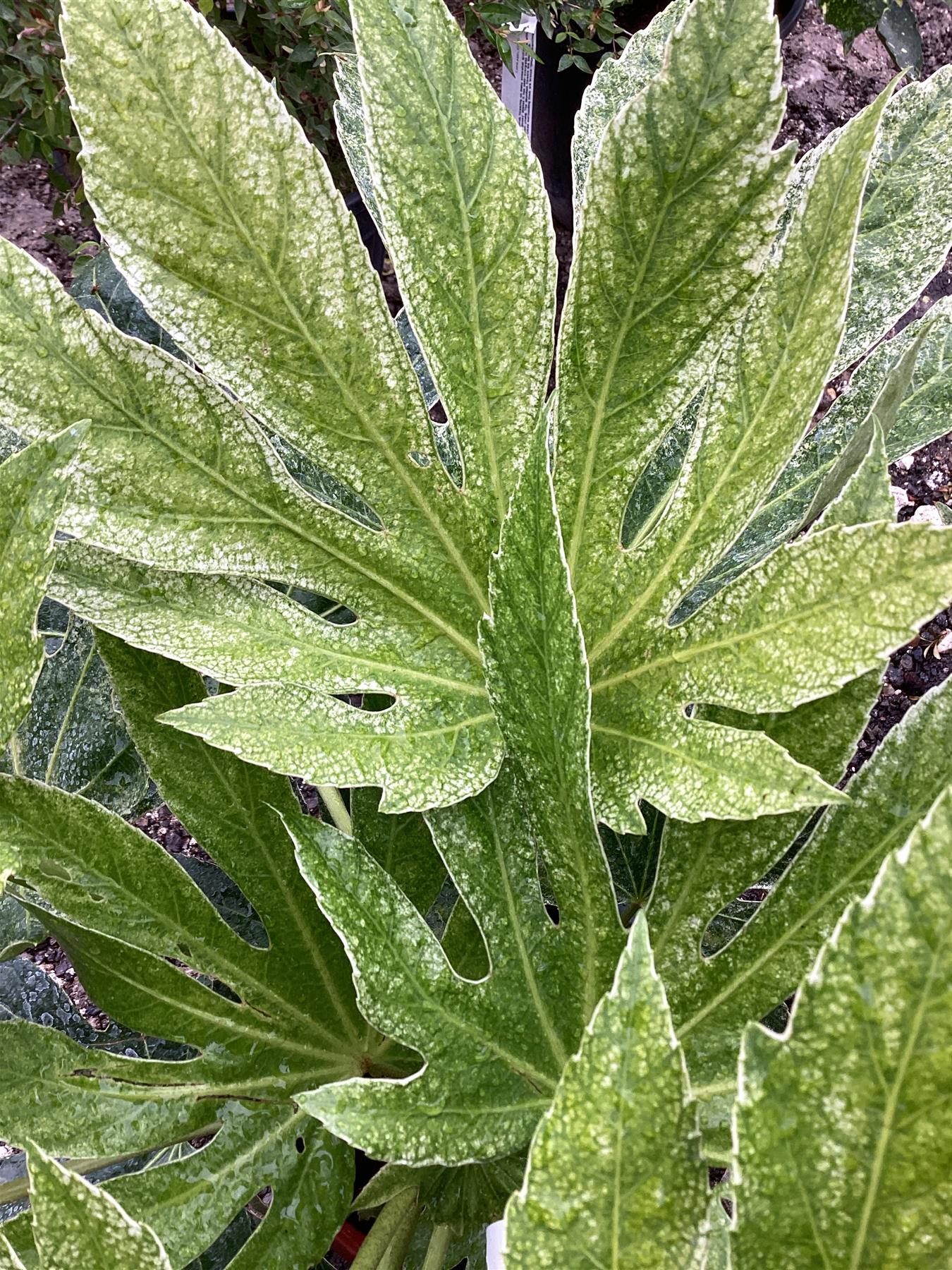 Fatsia japonica 'Spider's Web' | Japanese aralia - 7lt