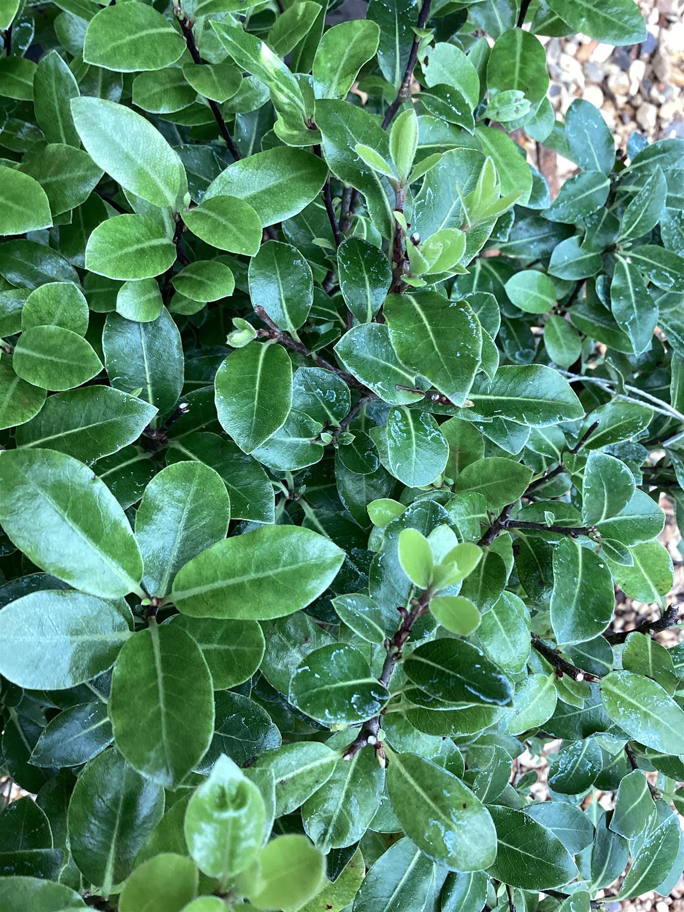 Pittosporum tenuifolium 'Golf Ball' - 100-150cm, 10lt