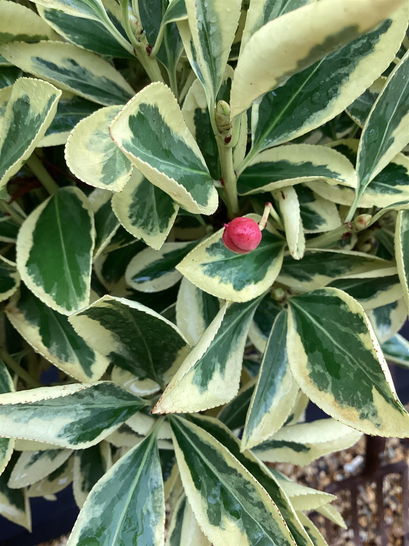 Euonymus japonicus 'Bravo' Half Standard | Spindle 'Bravo' - 80-120cm, 15lt