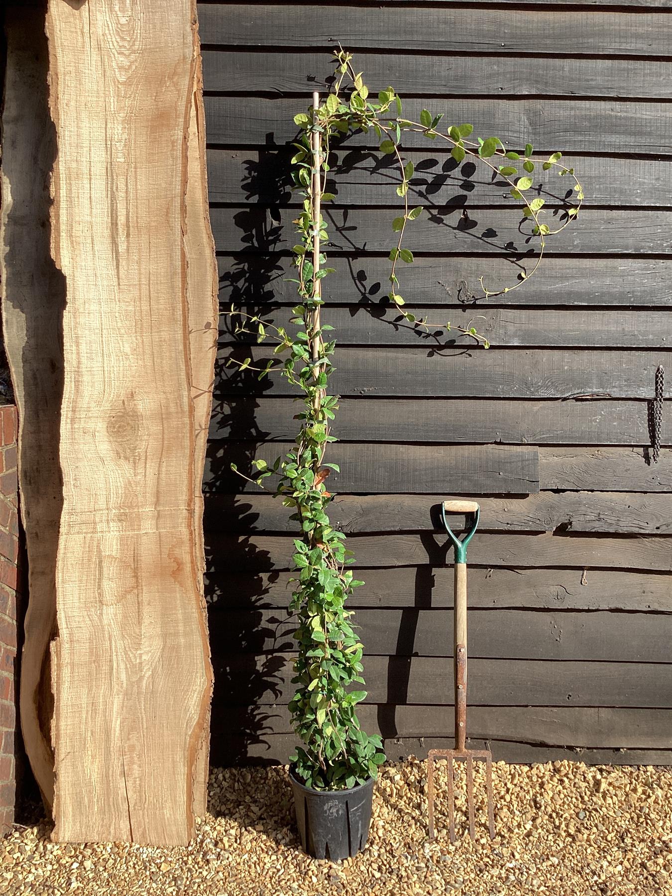 Trachelospermum jasminoides - Cane - 210-220cm, 10lt