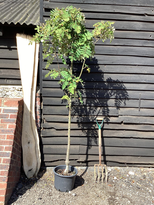 Sorbus hupehensis | Hupeh Mountain Ash 1/2 std Clear Stem - 150-180cm, 20lt