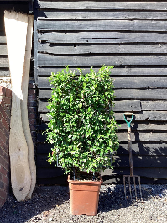 Trachelospermum jasminoides - pleached - square metal - 100-120cm, 25lt