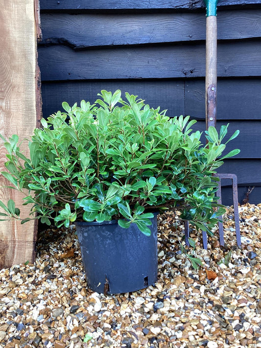 Pittosporum tobira 'Nanum' | Dwarf Japanese Pittosporum - 24lt