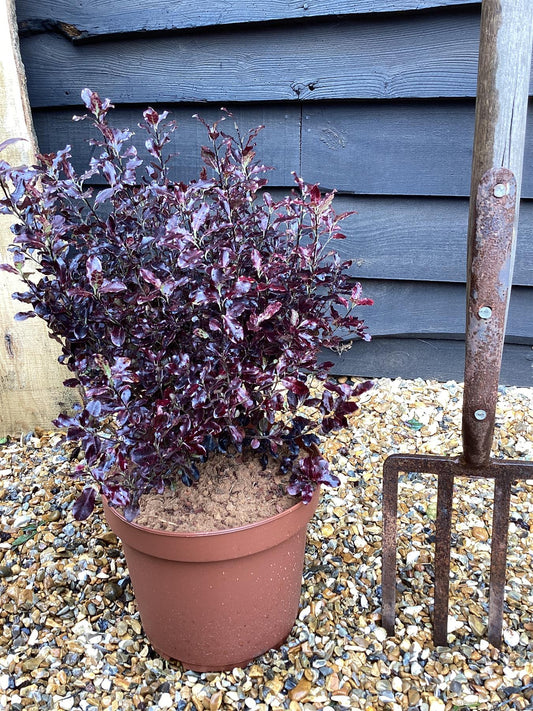 Pittosporum Tom Thumb - 30cm - 7lt