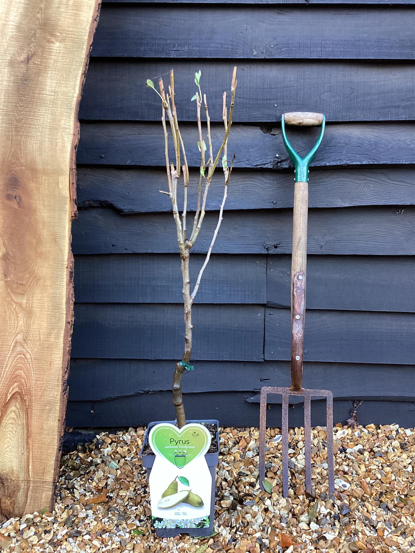 Pyrus Communis Williams | Pear 'Williams' Bon Chrétien' - 100-120cm, 7lt