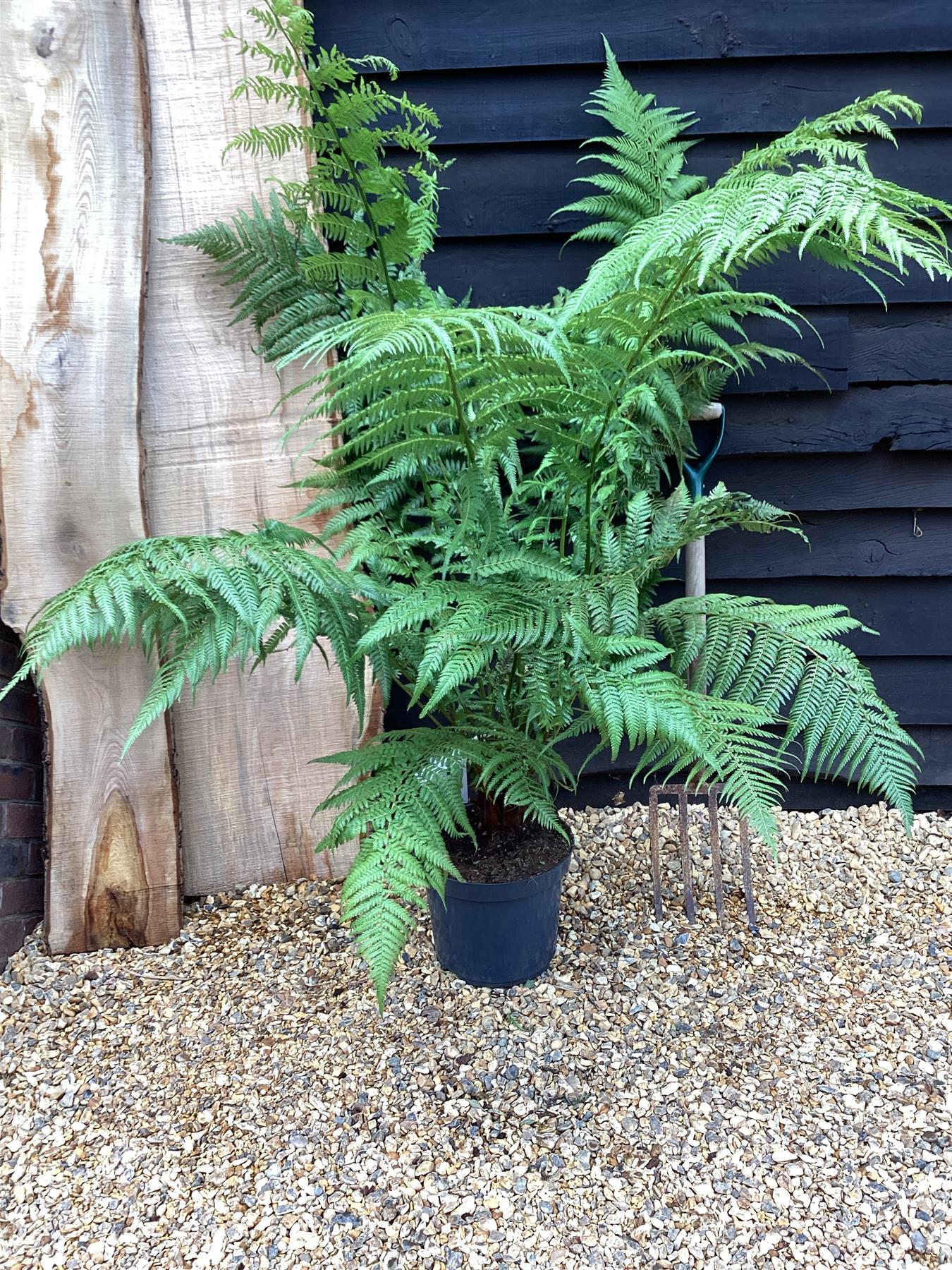 Dicksonia antarctica | Australian tree fern - 100-110cm, 10lt