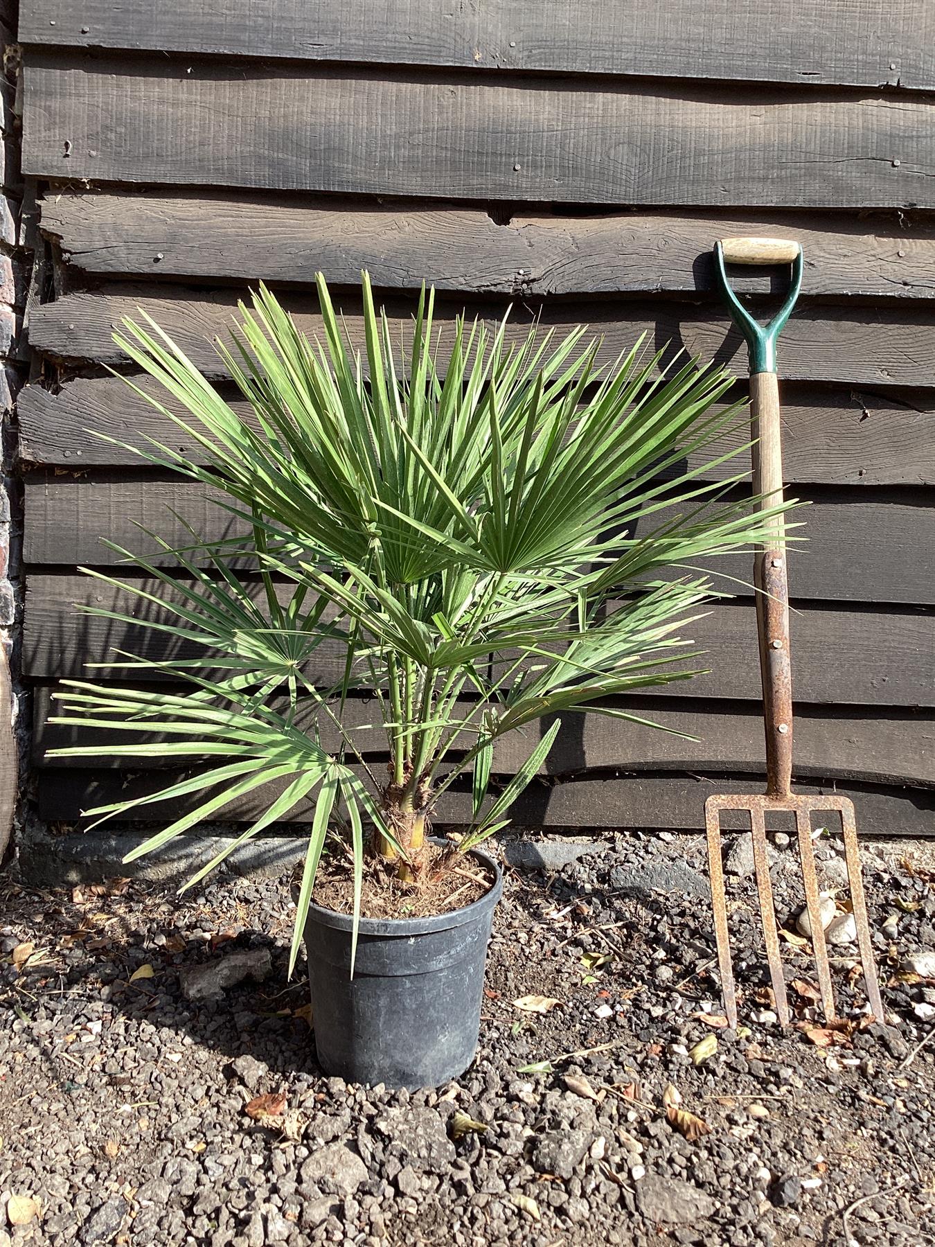 Chamaerops humilis | European Dwarf Fan Palm - 40-60cm, 7lt