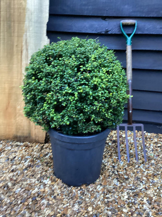 Ilex Crenata Convexa - Ball - 80cm, 30lt