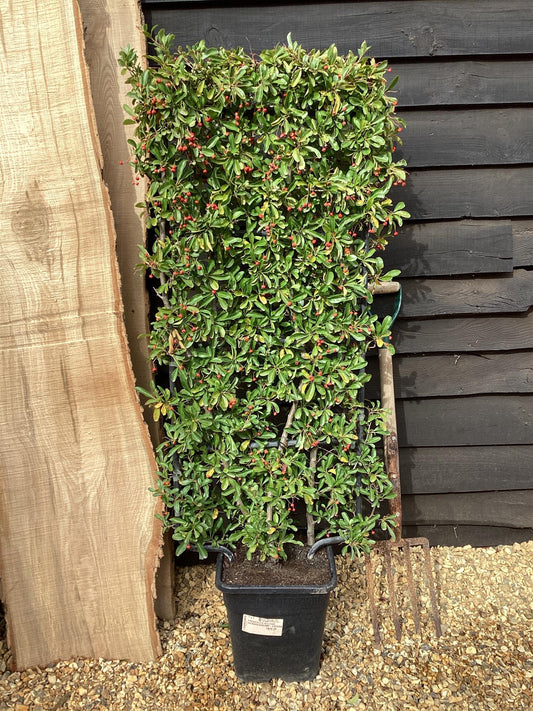 Pyracantha Mohave | Firethorn 'Mohave' - Half Frame - 140-150cm, 20lt