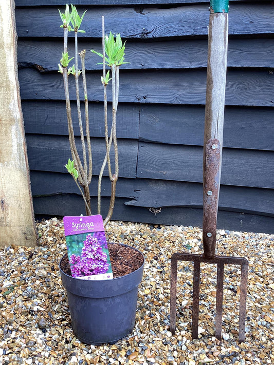 Lilac 'Andenken an Ludwig Spath' | Syringa vulgaris - 80cm - 6lt