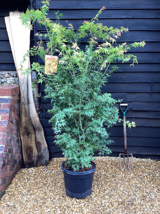 Acer palmatum 'Katsura' | Katsura Japanese Maple - 230-240cm, 35lt