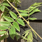 Wisteria sinensis | Chinese wisteria - Cane - 220cm, 10lt
