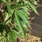 Phyllostachys nigra | Black Bamboo - 200-220cm, 10lt
