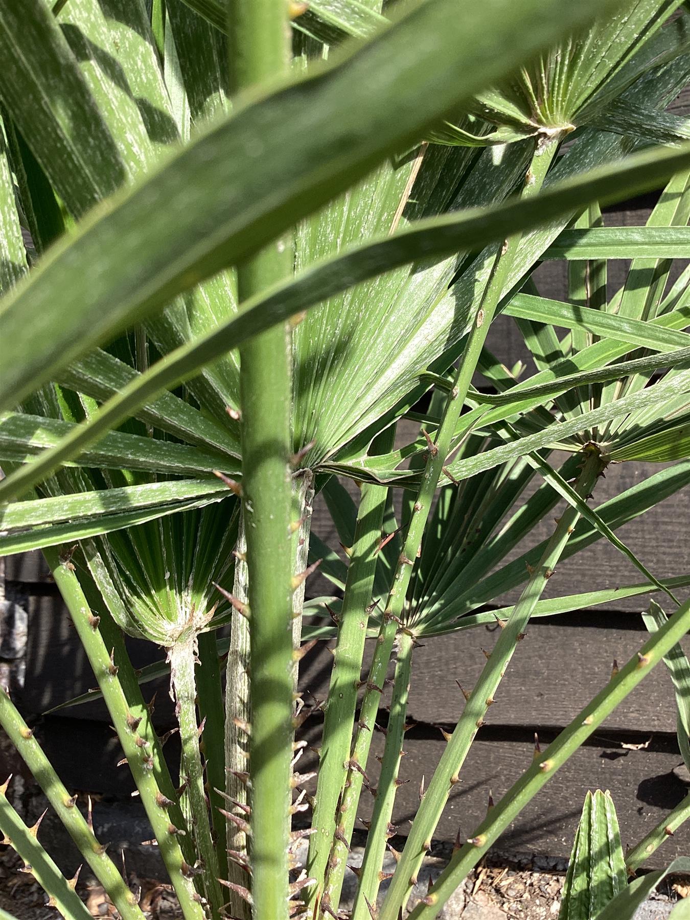 Chamaerops humilis | European Dwarf Fan Palm - 40-60cm, 7lt