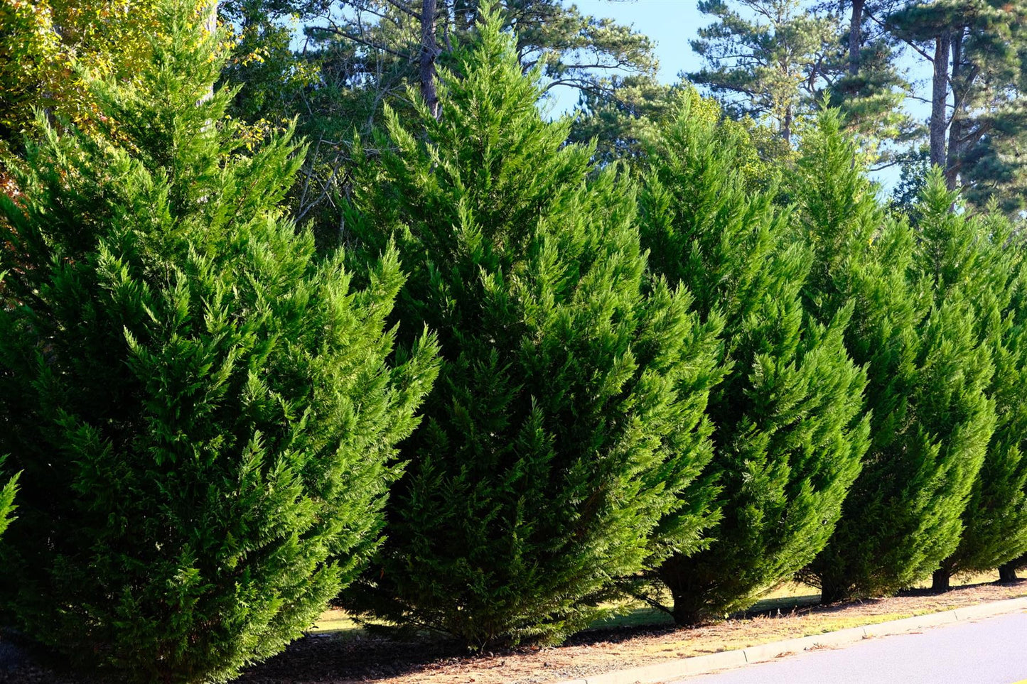 Leyland Cypress - 380-390cm, 45lt