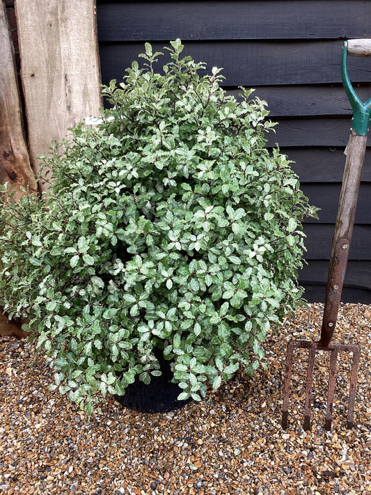 Pittosporum Irene Paterson - 160-180cm - 25lt